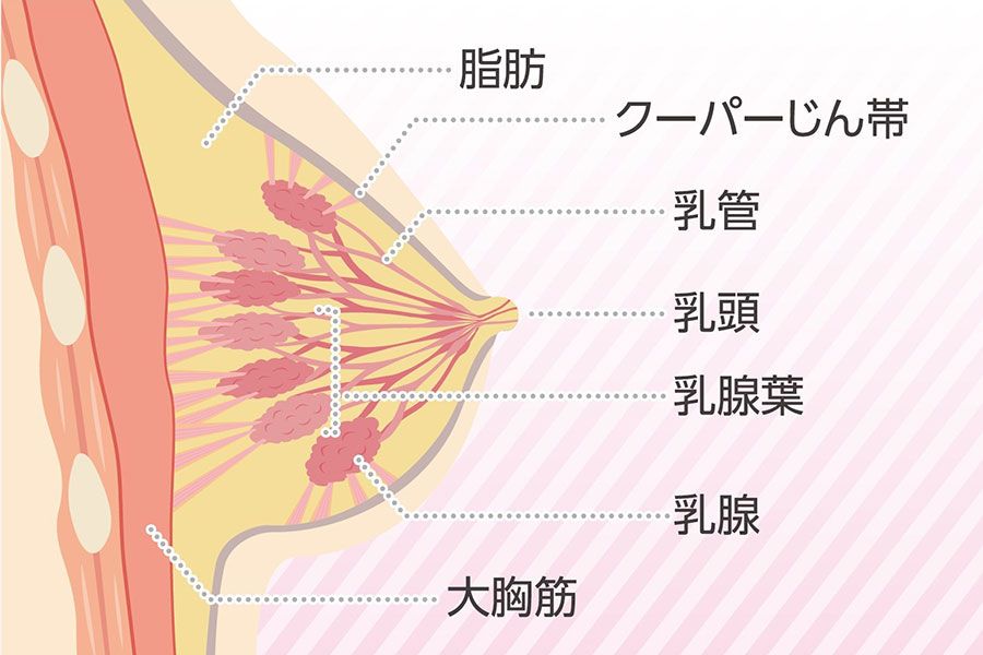 女性のバストの構造。胸のふくらみは脂肪と乳腺、そしてクーパーじん帯によって形作られている【イラスト：野口佳大】 